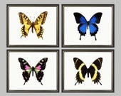 Butterflies Wall Art Set of 4 - print on Fine art watercolor paper 8x10 inch.