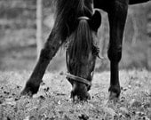 Nature Photography - Animals - Horse in Black and White Fine Art Photograph - 11 x 14