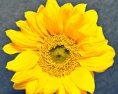 Landscape Photography - Nature - Fine Art Photograph - Sunflower - 11 x 14 photo by Stacy White Photography