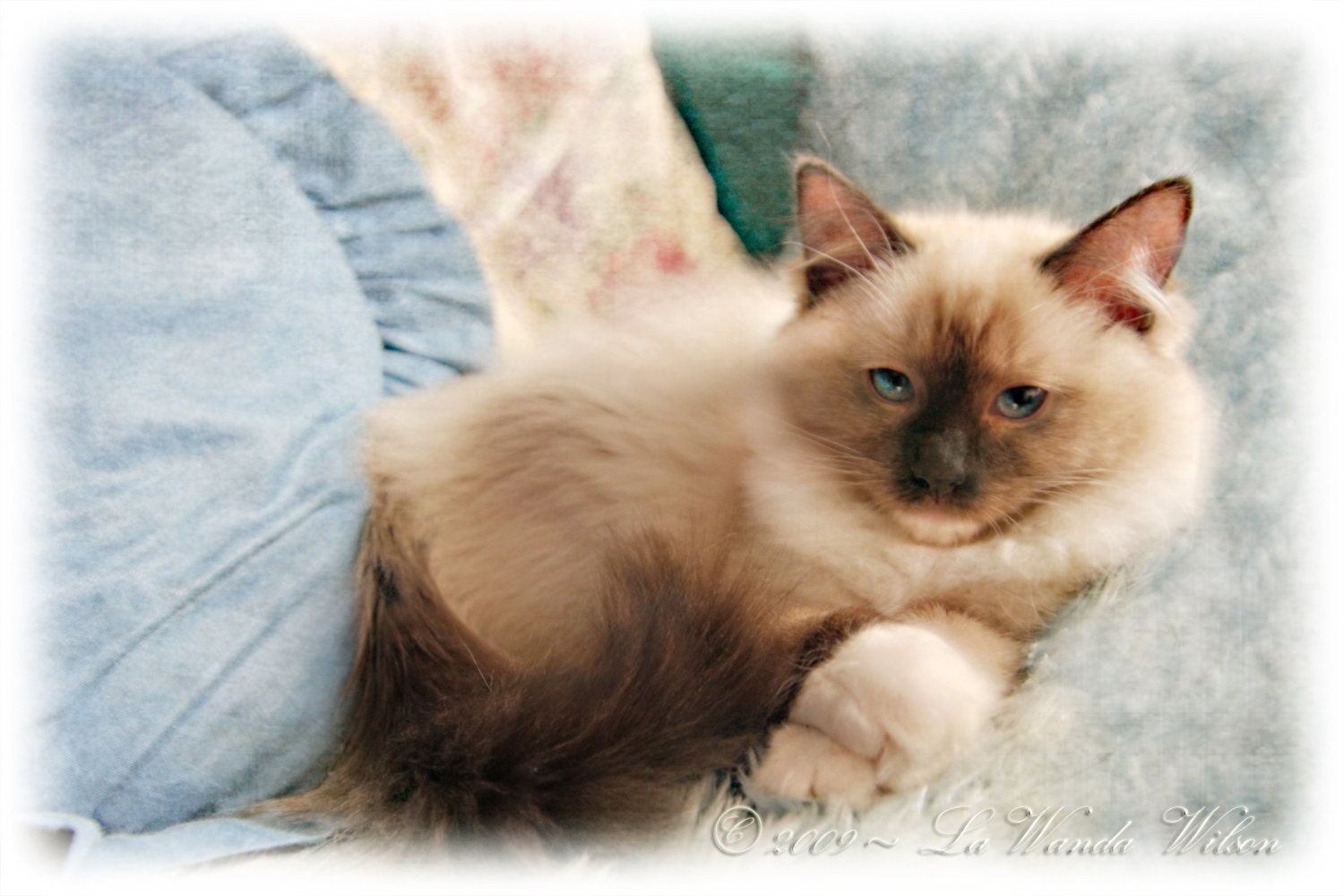 Ragdoll Kitten, 8x12 Fine Art Print, Ragdolls, Photography, Prints, Wall Decor, Shabby Chic, Cats, Animals, Blue Eyes, Greeting Cards