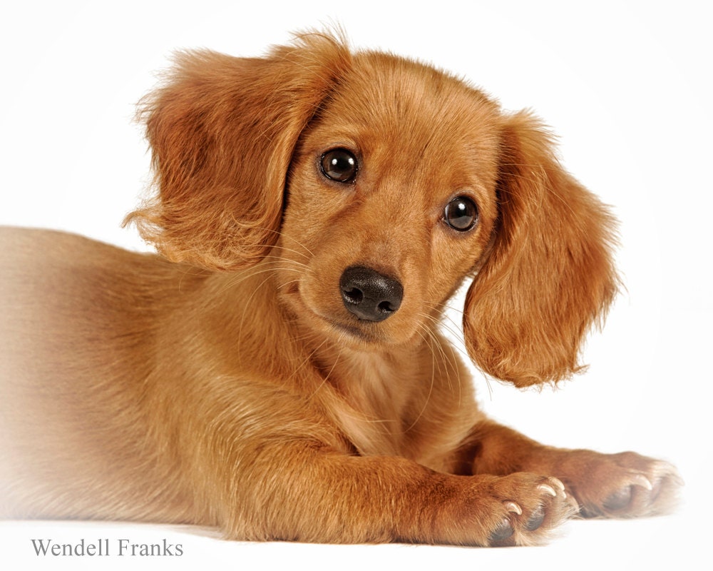 Incredibly Cute Long-Haired Daschund Puppy -- 8 x 10 -- Dog - Pet Portrait - Weiner Dog - Animal