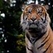 Children's Poster, Tiger Photograph, A4 print