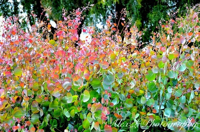 Tree Photography - tree wall art - green red leaves spring autumn art prints floral decor fine art - 8x10 Photograph