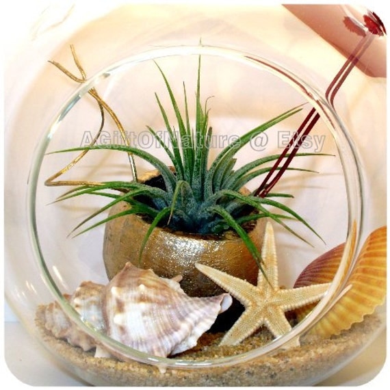 Buy plants wedding gifts - Air Plant Terrarium Kit - Golden Embrace Edition Tillandsia Airplant Hanging Orb Graduation Wedding Gift Decor Boss Gift 50th Anniversary