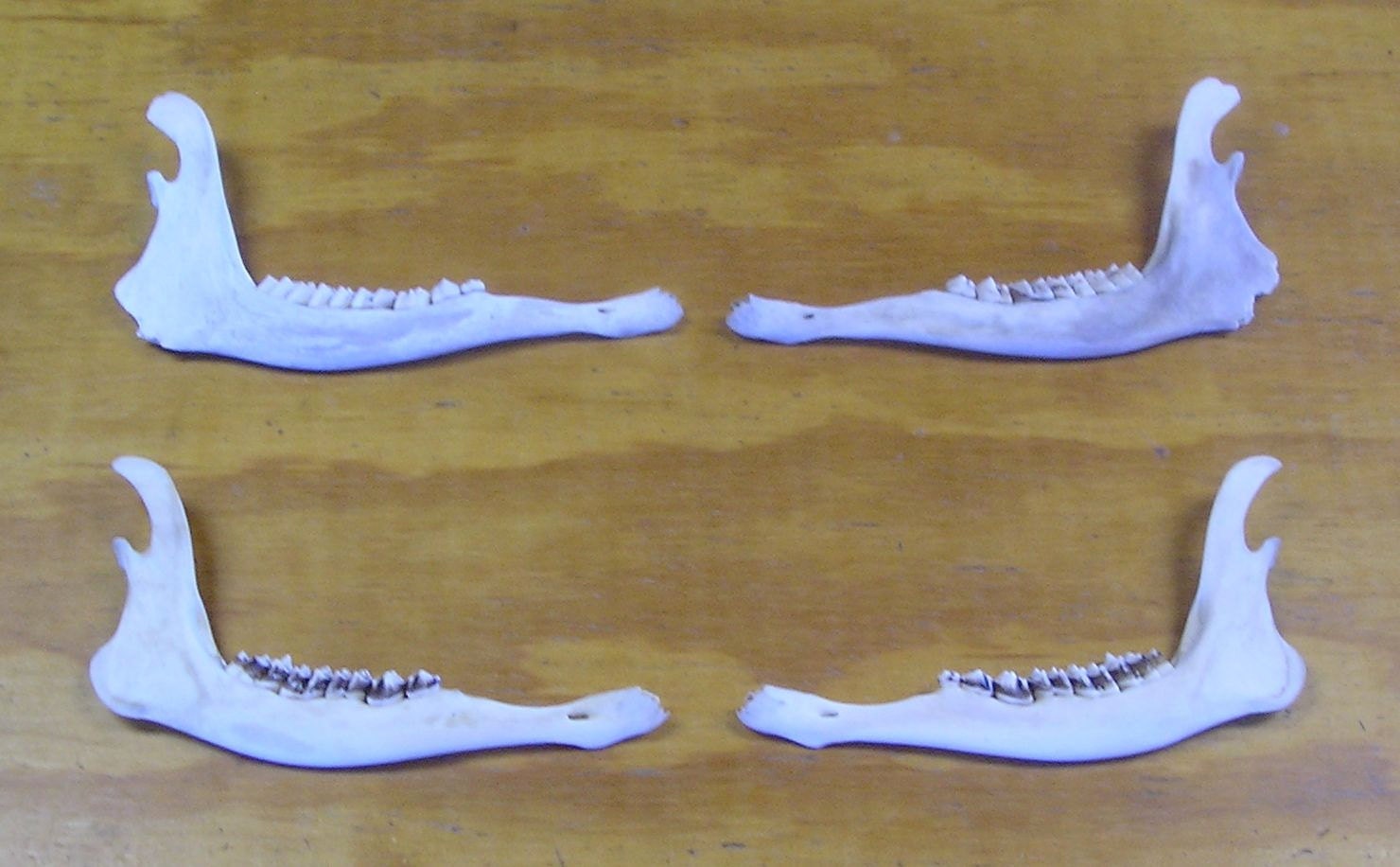 4 Deer Jaw Bones