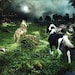 Running with Wolves