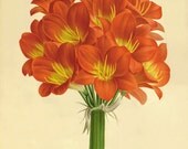 Clivia  Vintage flower art  print antique wall decor Flower decor botanical prints Garden print Victorian art French decor Cottage art 8x10