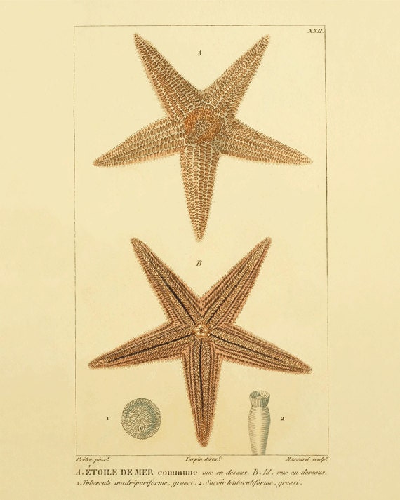 Star fish vintage art nautical art  Ocean art Sea beach art Antique wall decor  nature print natural history art Home decor art  8x10