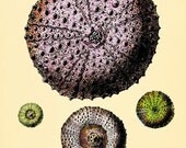 Sea urchin vintage art nautical art  Ocean art Sea beach art Antique wall decor  nature print natural history art Home decor art  8x10