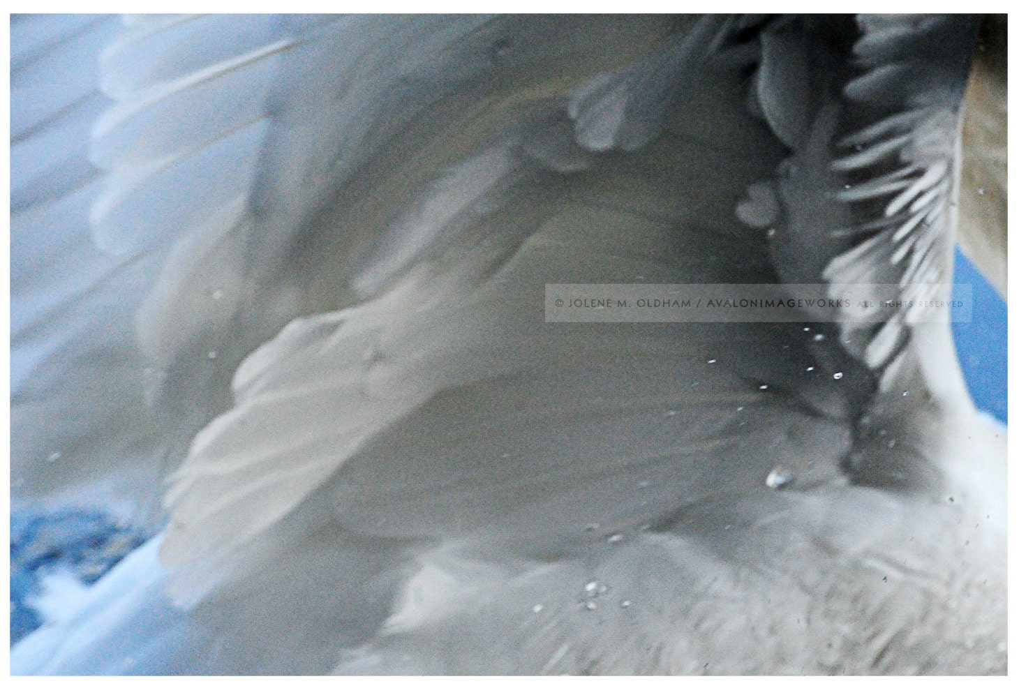 Swan, Interrupted: 1 Photo Print
