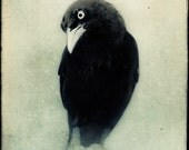Raven Art Print, Crow Art, Halloween Decor, Gothic Art, Black and White Animal Photography, Fine Art Print, Bird Photography, Wall Decor
