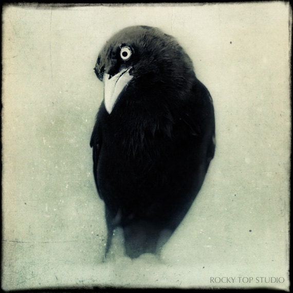 Raven Art Print, Crow Art, Halloween Decor, Gothic Art, Black and White Animal Photography, Fine Art Print, Bird Photography, Wall Decor