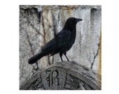 Raven On Tombstone,  8X8, The Letter R, Crow Art, Goth, Gray - R For Raven