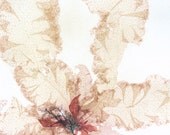 Beach Inspired Natural History Seaweed Album Photo - Conanicut Park - 8x12