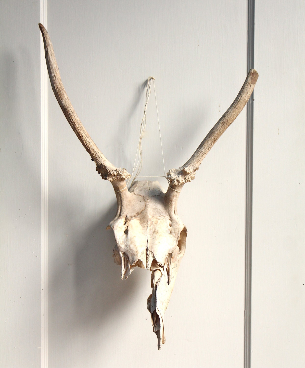 Large Vintage Animal Skull with Horns