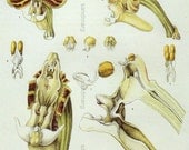 Fruiting Parts of the Orchid Franz Bauer 1832 Reprint for Framing