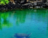 Fine Art Nature Photography Tide Pool with Honu Sea Turtle 5x7 Photo Champagne Pond Big Island Kapoho Hawaii Wildlife Photography