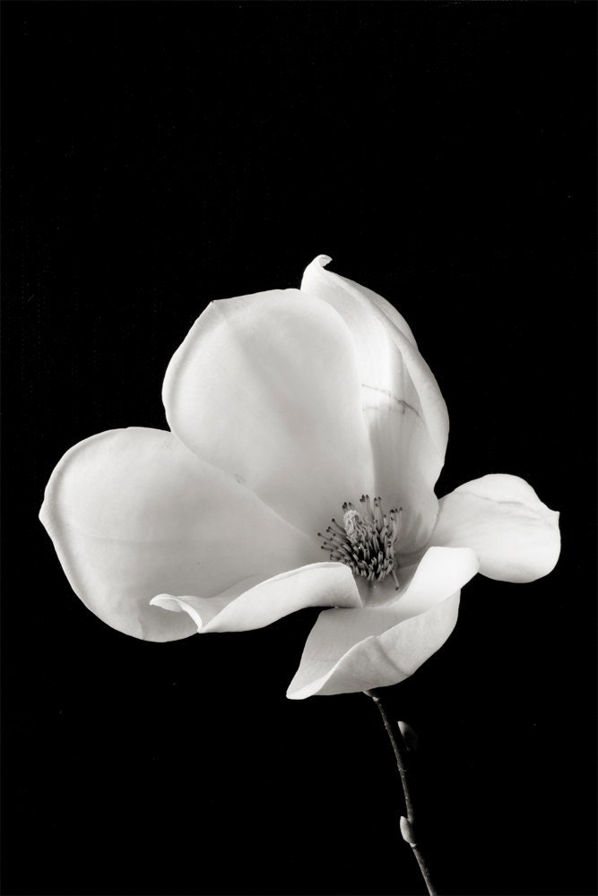 Botanical Black and White No. 88230