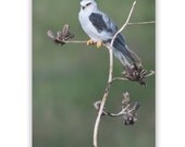 Summer Art, Bird Prints, Fine Art Photography, Bird Art, 8x12