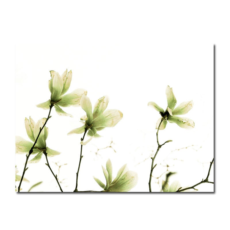 Pale Emerald Green Star Magnolia Spring Flower -Minimal Botanical Photograph