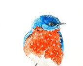 Watercolor painting, Bird Painting, Bluebird, Original, 6"x9"