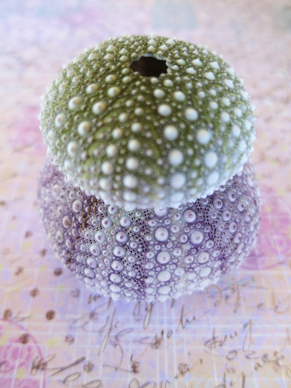Sea Urchins-Macro Sea Shells-Green & Purple Sea Urchins- 8X10 Photo Print