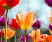 Tulip Photograph, Flower Photography, Nature Photo, Tulip Garden, Vibrant Yellow, Deep Red, Purple, 8x1f2 Fine Art Photography Print