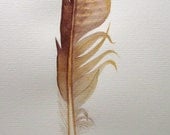 Golden brown feather -- original watercolour painting