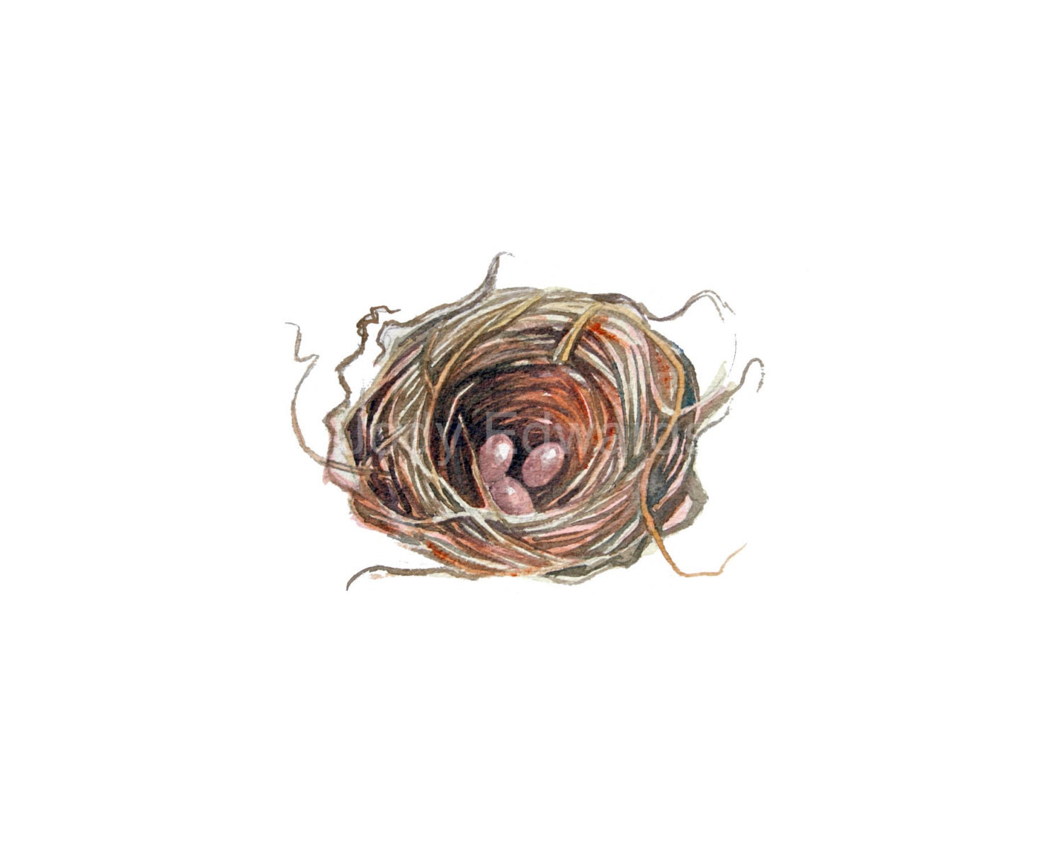 Nest Painting - Original Nest Painting Watercolor study 581