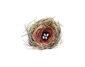Nest Watercolor - Four eggs in a bird's nest