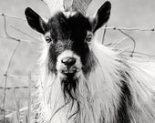 Goat Photograph, 8x10 Black and White Photography, Cute Goat Art