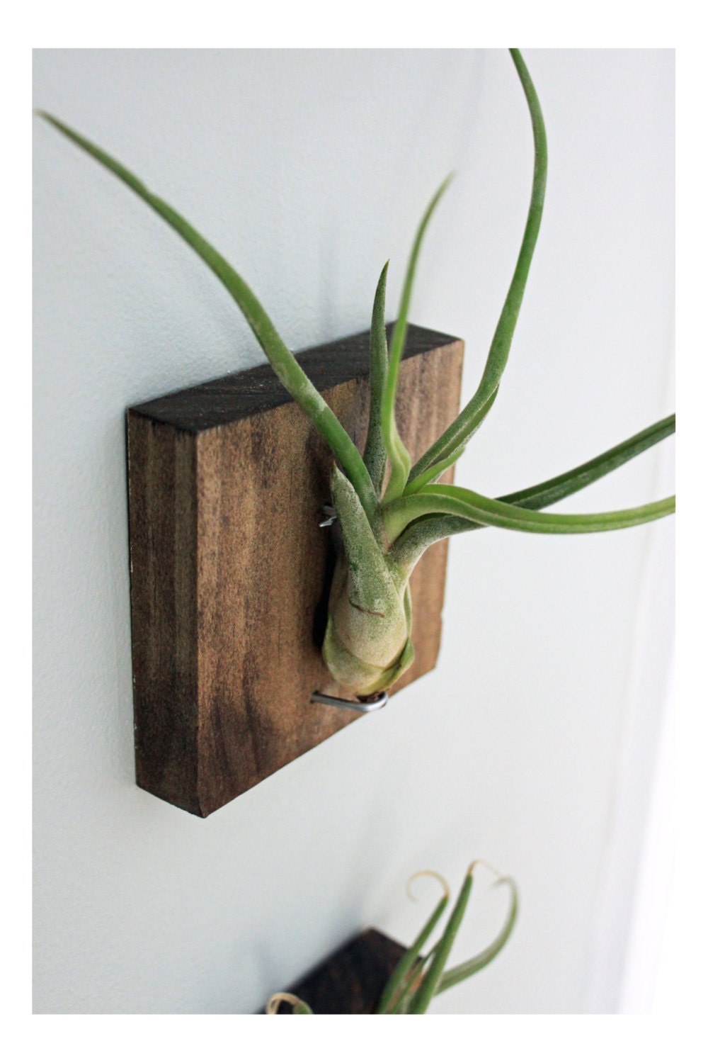 Mounted Air Plant Wall Decor // Medusa's Head // Living Art
