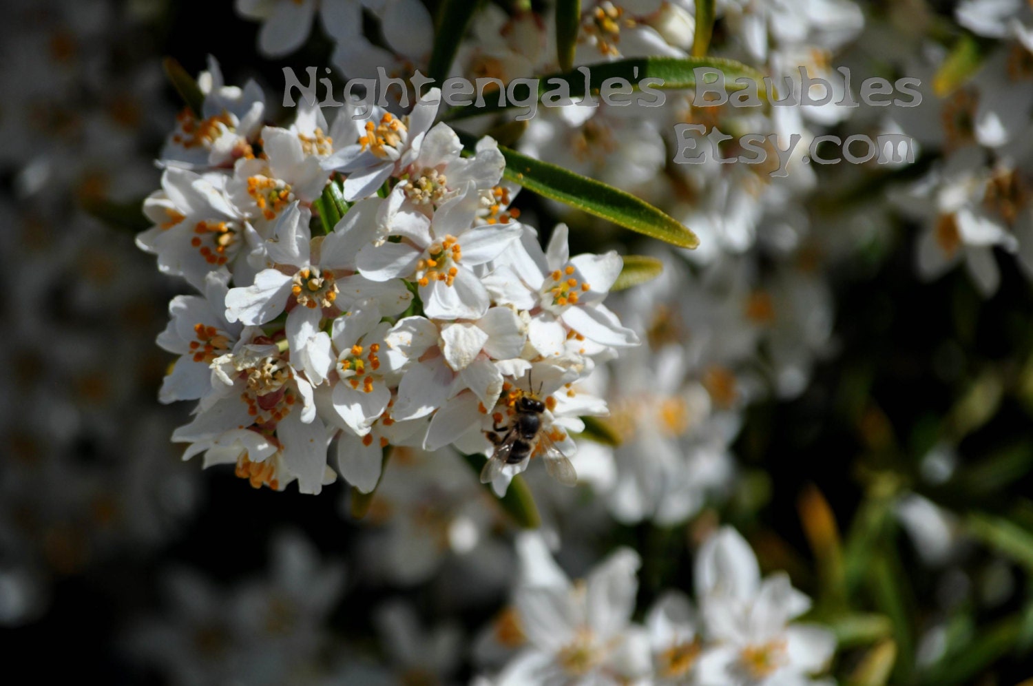 White Flowers and Honey Bee 8x10 Fine Art Photographic Print