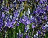 Blue Spires of Flowers 8x10 Fine Art Photographic Print