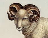 1886 Gorgeous SHEEP fine chromolithograph, ovine cattle, merino sheep, bighorn sheep. original antique  126 years old largue print