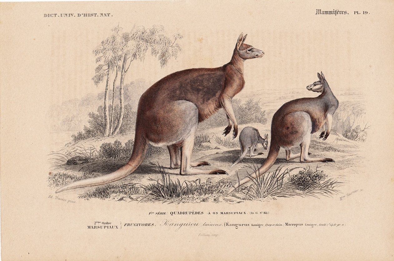 1869 antique KANGAROO engraving, , by Charles D'Orbigny and Edouard Traviès, 143 years old nice fine print