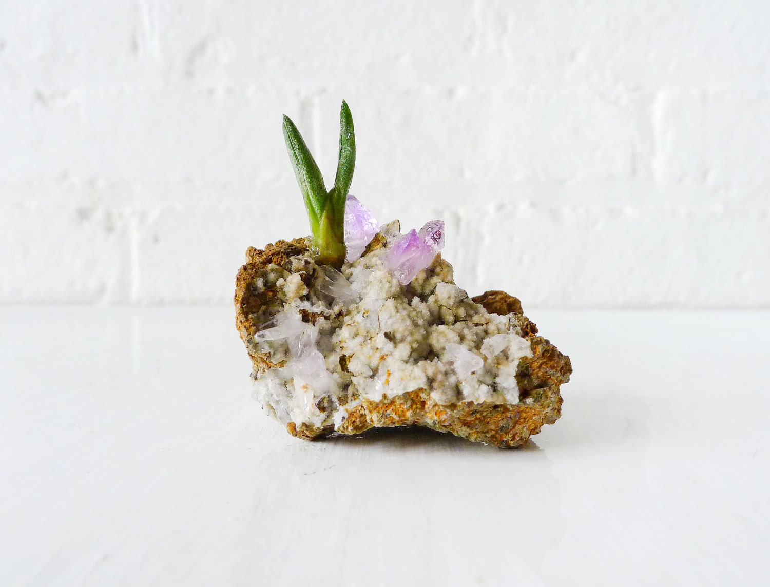 Vera Cruz Amethyst Crystal Island - Air Plant Spring Garden