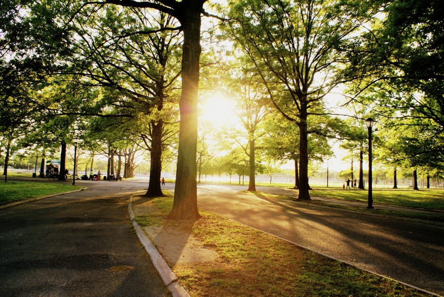 NYC Sunshine through the Trees at Flushing Meadows Park 8x12 Photography Print, New York City Photo
