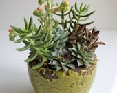 Flowering Dondo Succulent Garden