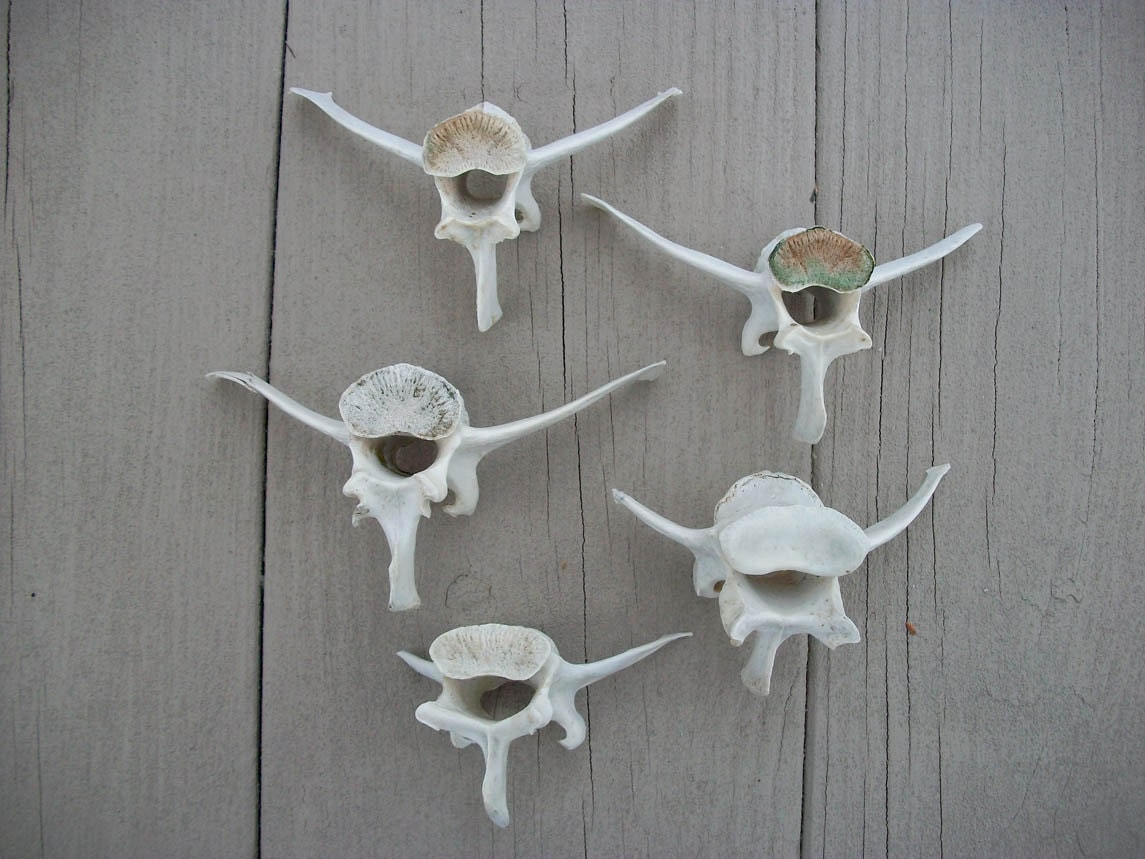 Lot of Five Deer Lumbar Vertebrae
