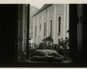 Vintage Photo "Sleeping Dog", Photography, Paper Ephemera, Snapshot, Old Photo, Collectibles - 0037
