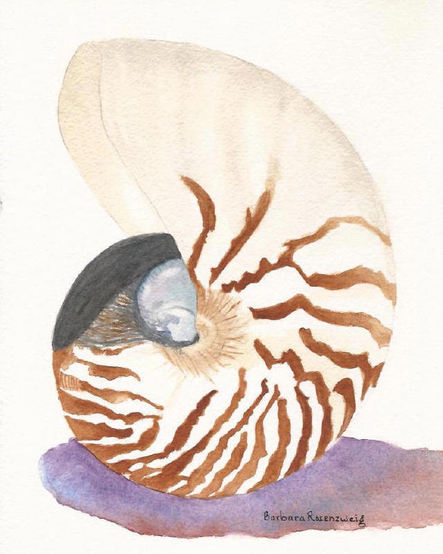 Nautilus, Barbara Rosenzweig, Art Print, Etsy, Seashell Reproduction of Original Watercolor Painting