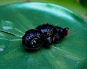 NEW Octopus Stew Signature Mini Pet Charms: Firebelly Newt
