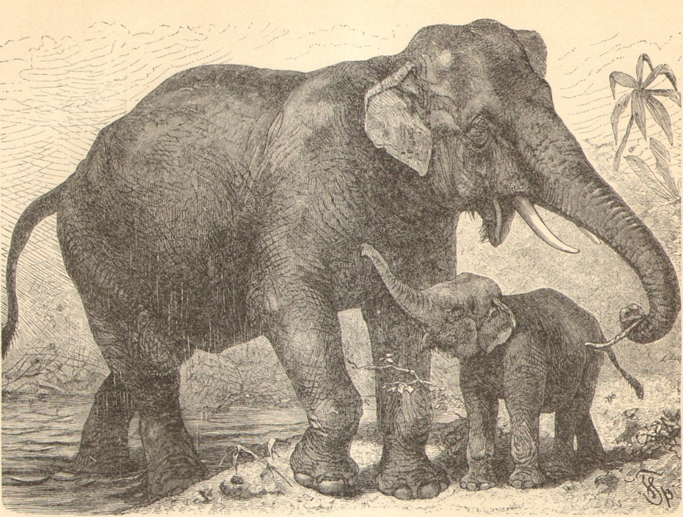 1896 Original Antique Engraving of the Indian Elephant and the African Elephant