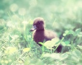 Duck Photography, Nursery Decor, Little Black Duck, Mint Green Wall Art, Duckling Photo, Little Boy's Room Decor, Baby Animal Art 8x10 Print
