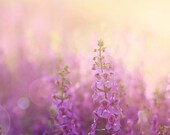 Flower Photography, Purple Flowers, Botanical Wall Art, Lavender Wildflowers, Golden Hour, Yellow, Lens Flare, 8x10 8x12 Print