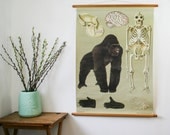 Vintage Biology Chart, Gorilla, Anatomical chart
