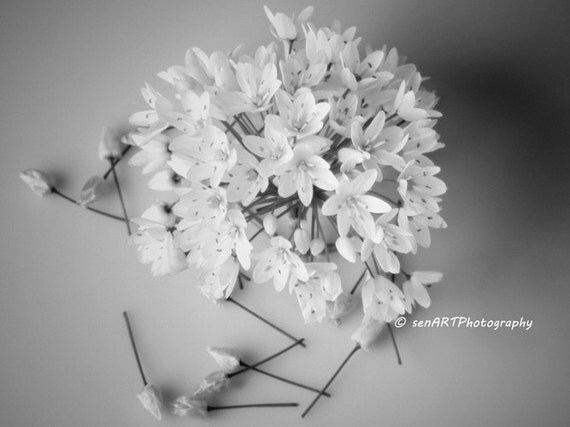 Spring Flowers-01 8"x10" Romantic Fine Art Wall Decor  Photograph For Cafe Bar Pub Hotel Restaurant Nursey Home Office