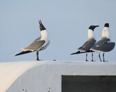 Beach Photography, Seagull Print, Coastal Wall Art Shorebird Decor Blue Photograph