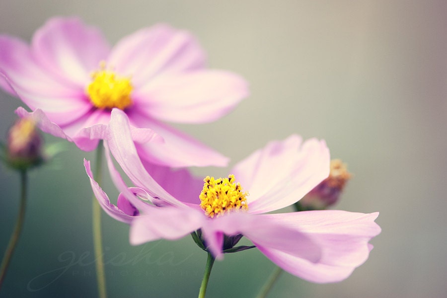 flower photograph pink cosmos fine art photography wall decor garden nature photo floral